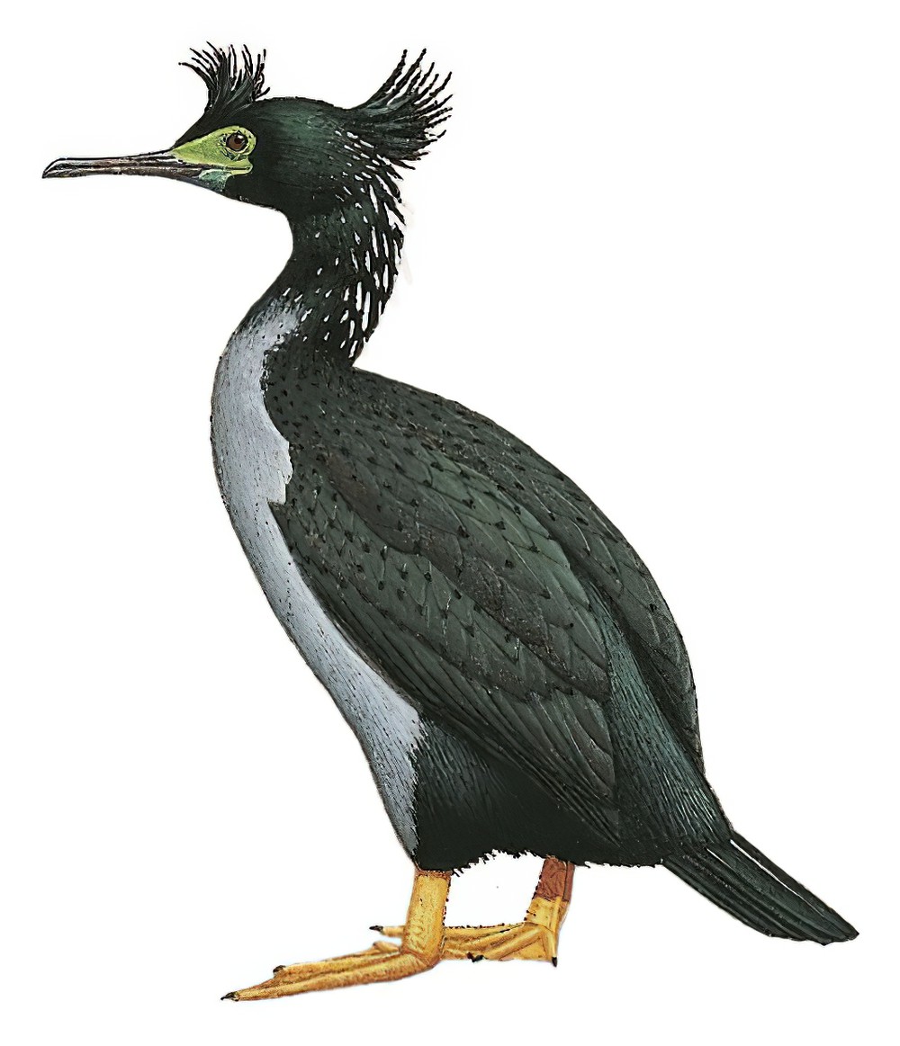 Pitt Island Shag / Phalacrocorax featherstoni