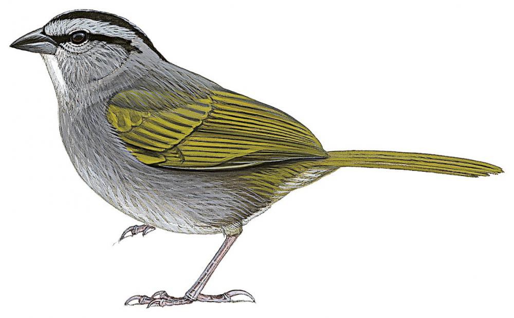 Black-striped Sparrow / Arremonops conirostris