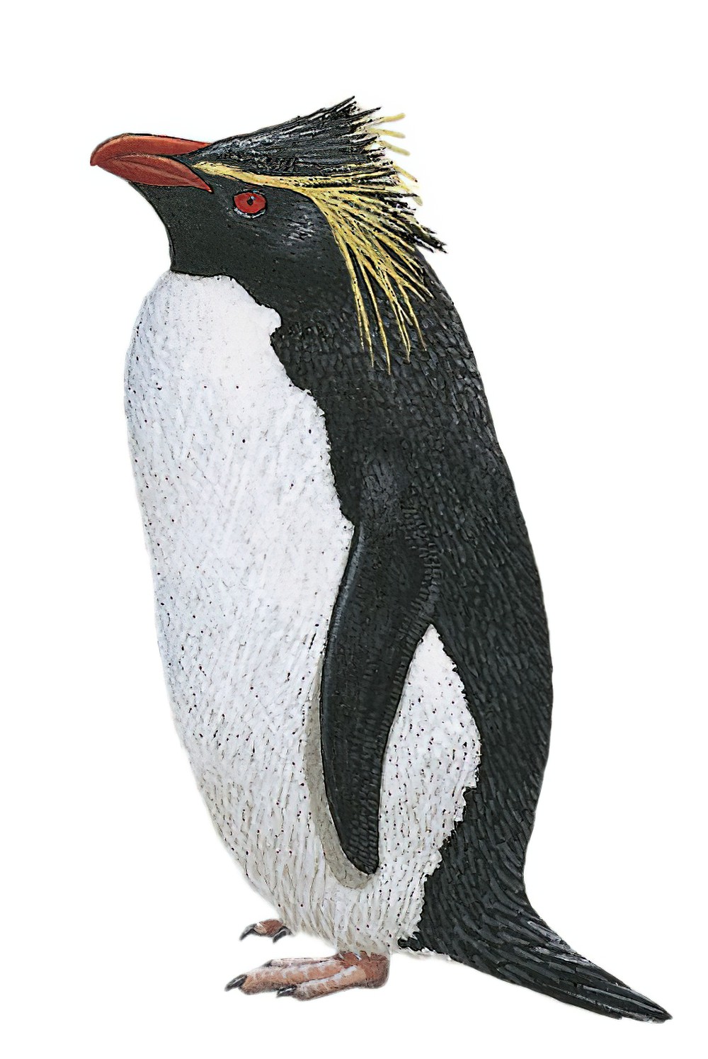 Moseley\'s Rockhopper Penguin / Eudyptes moseleyi