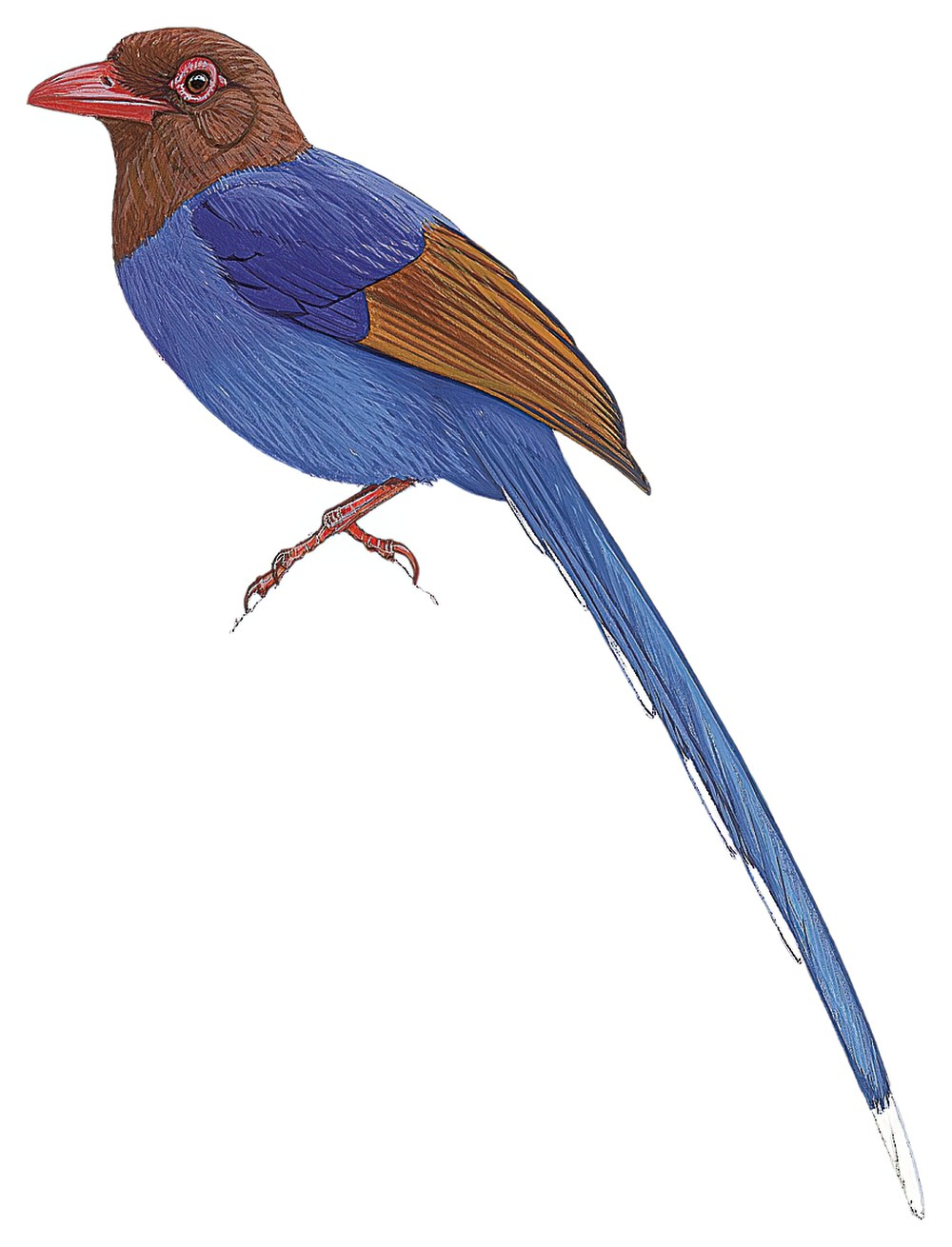 Sri Lanka Blue-Magpie / Urocissa ornata