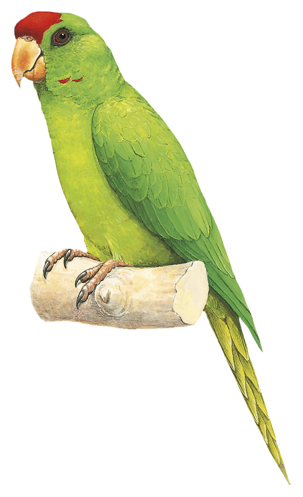 Scarlet-fronted Parakeet / Psittacara wagleri
