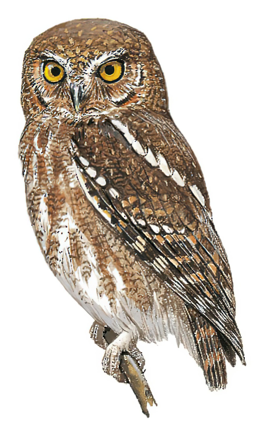 Elf Owl / Micrathene whitneyi