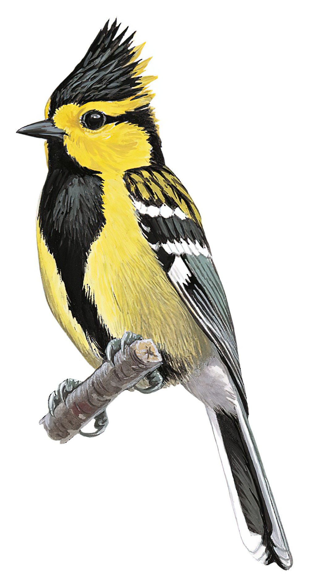 Yellow-cheeked Tit / Machlolophus spilonotus