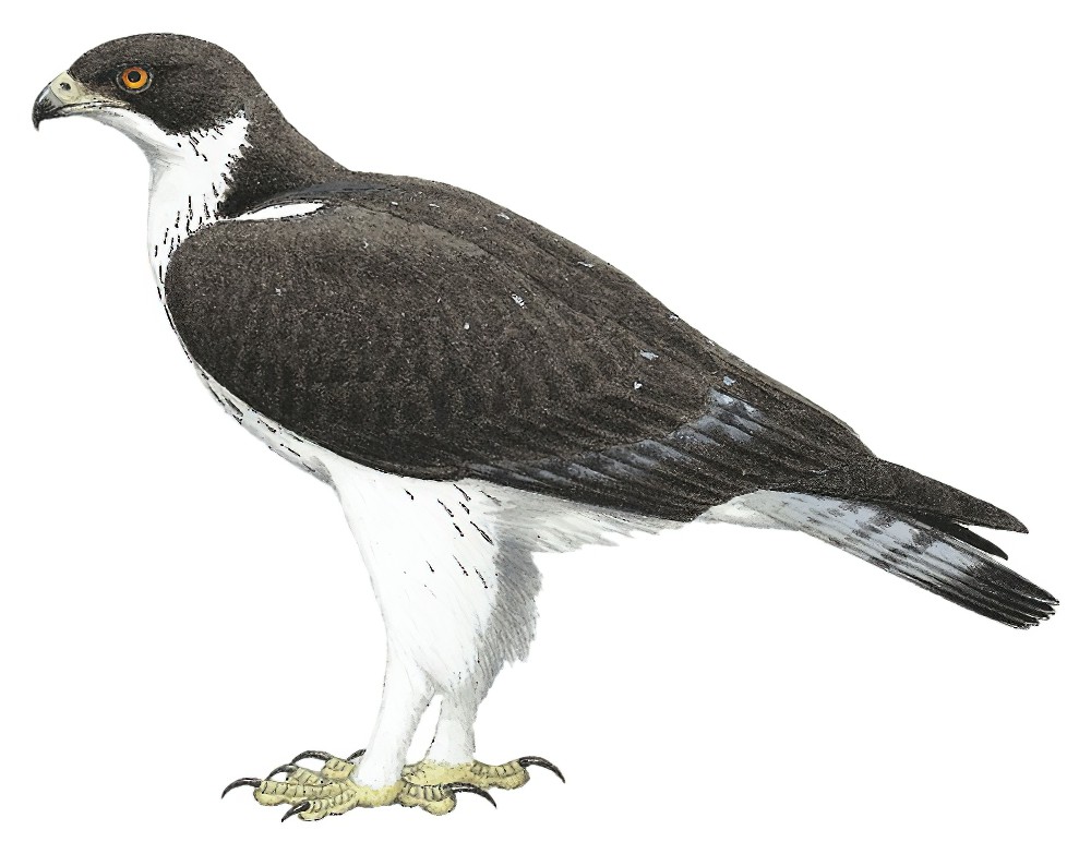 African Hawk-Eagle / Aquila spilogaster