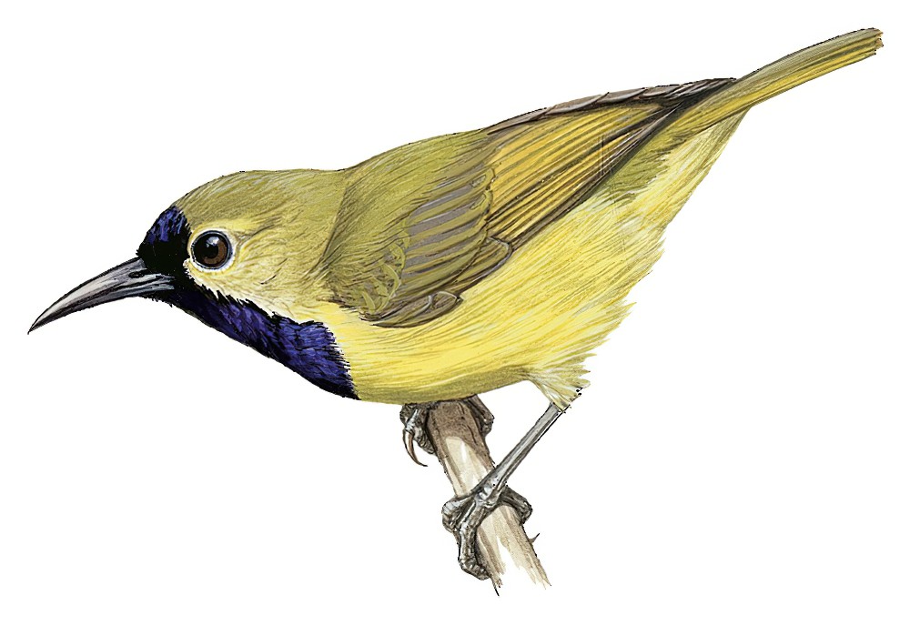 Plain-backed Sunbird / Anthreptes reichenowi