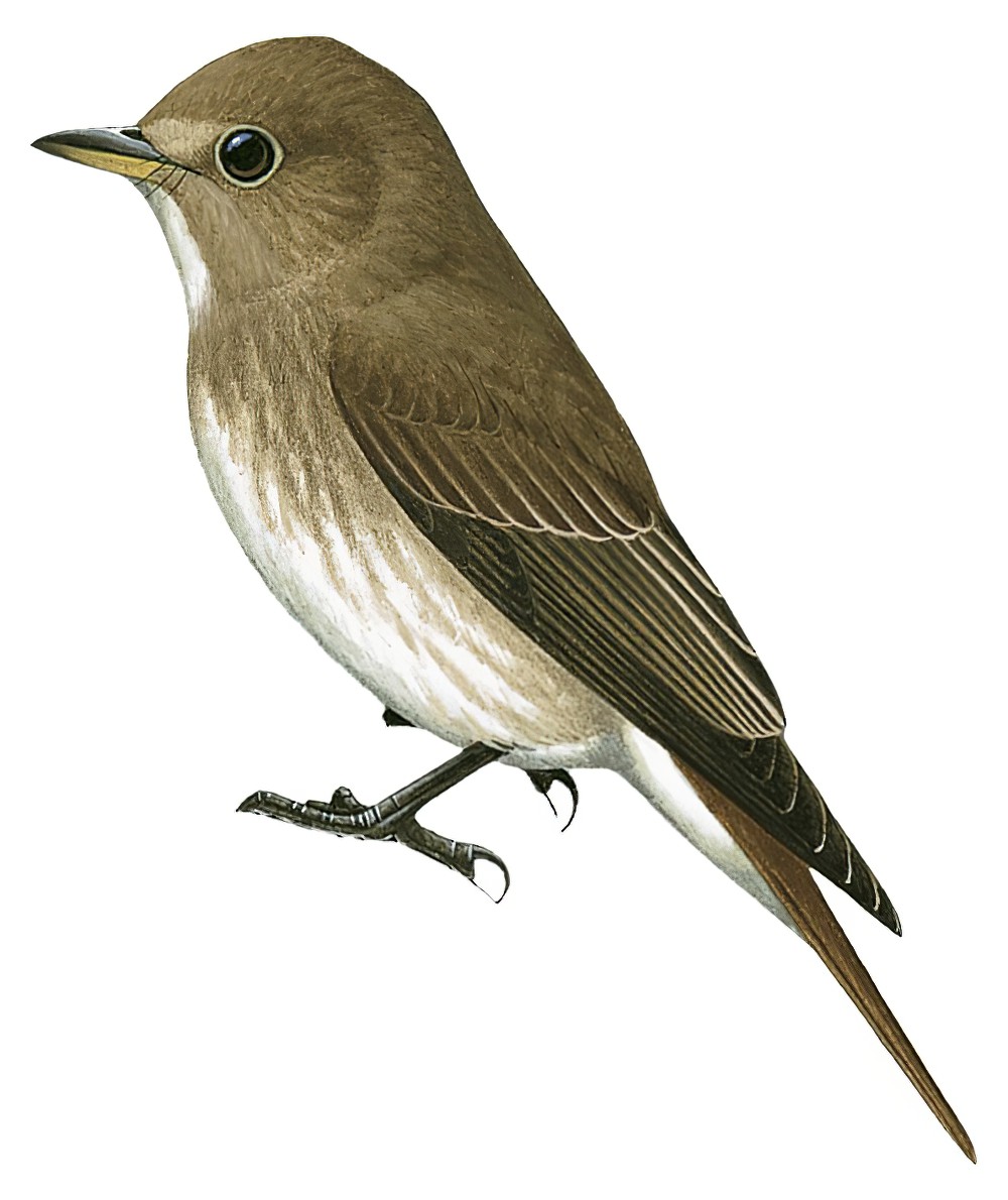 Brown-streaked Flycatcher / Muscicapa williamsoni