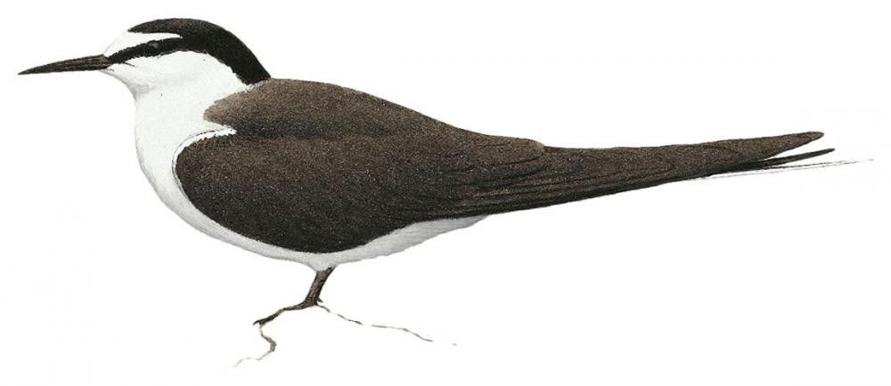 Bridled Tern / Onychoprion anaethetus