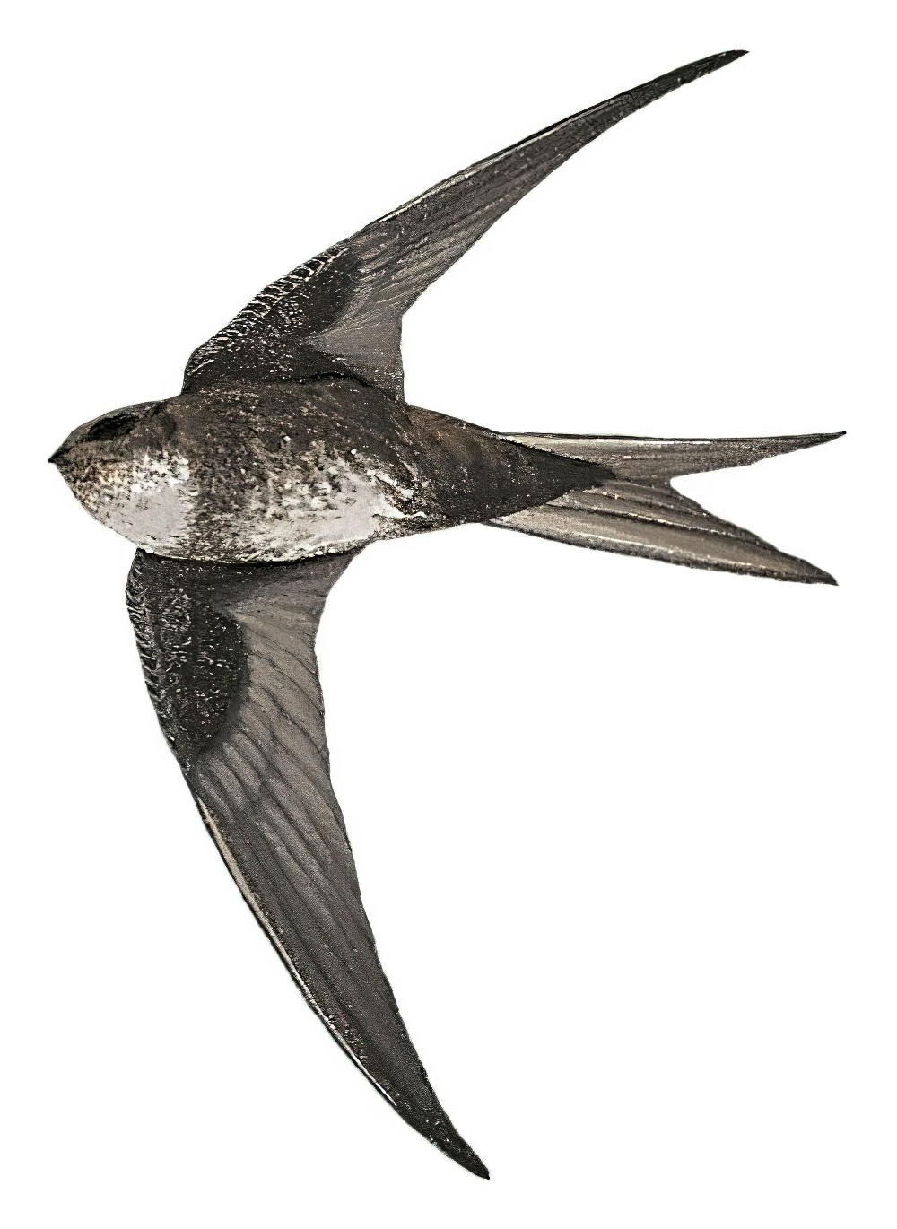 Pygmy Swift / Tachornis furcata