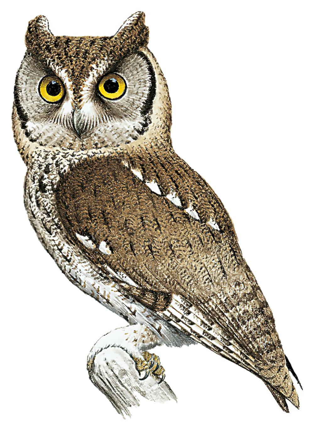 Eastern Screech-Owl / Megascops asio