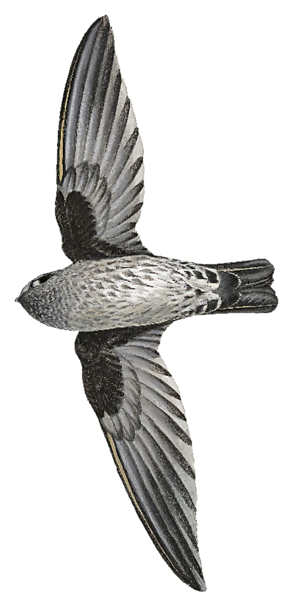 Gray-rumped Swiftlet / Collocalia marginata