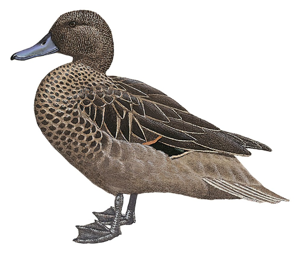 Andean Teal / Anas andium
