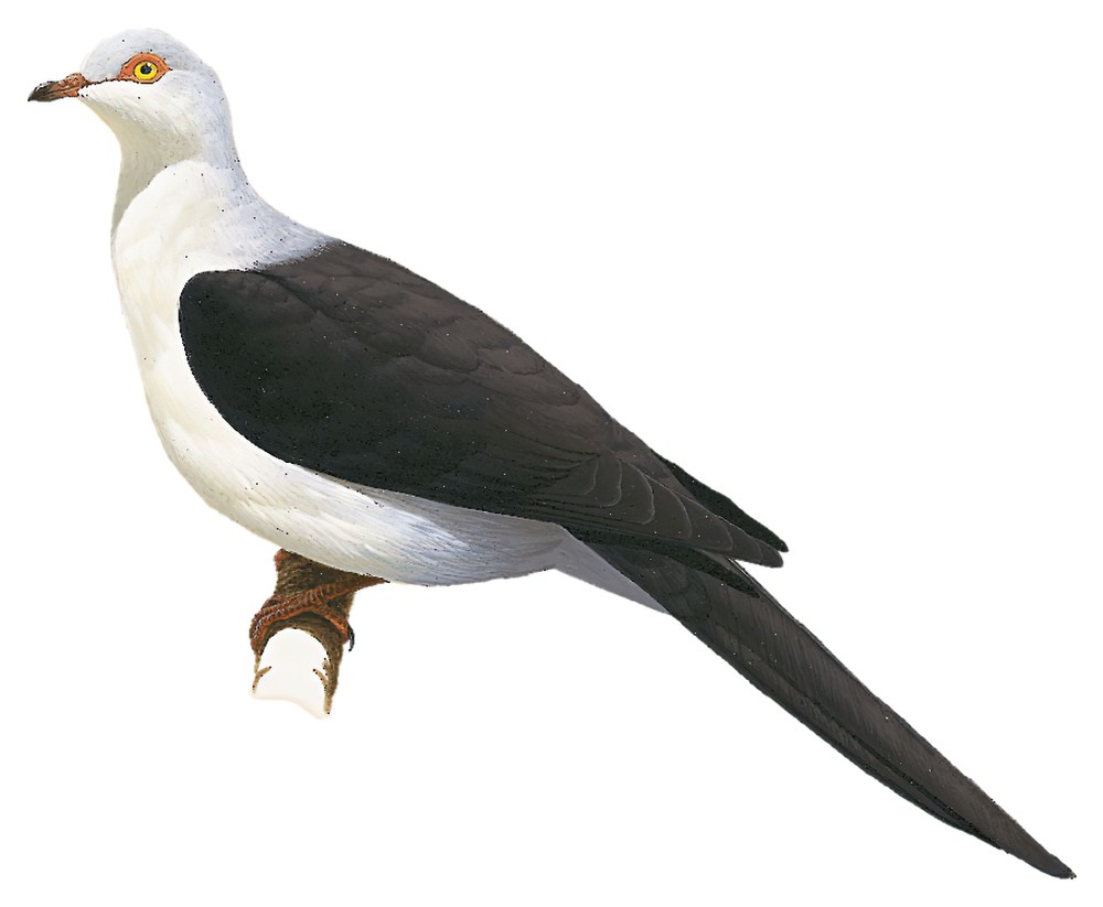 Pied Cuckoo-Dove / Reinwardtoena browni