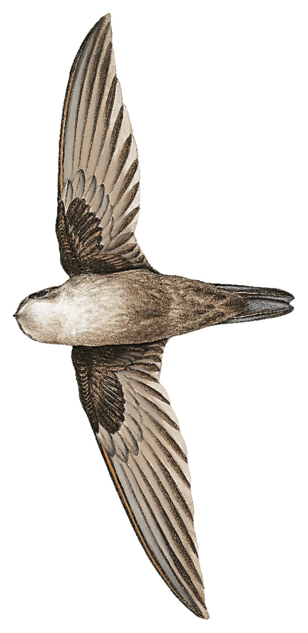 Three-toed Swiftlet / Aerodramus papuensis