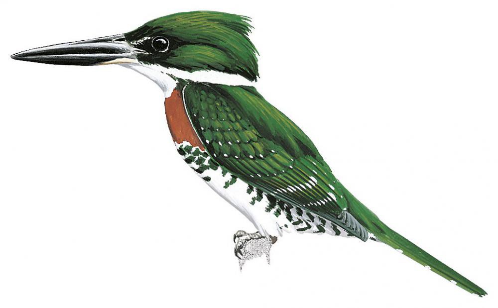 Green Kingfisher / Chloroceryle americana