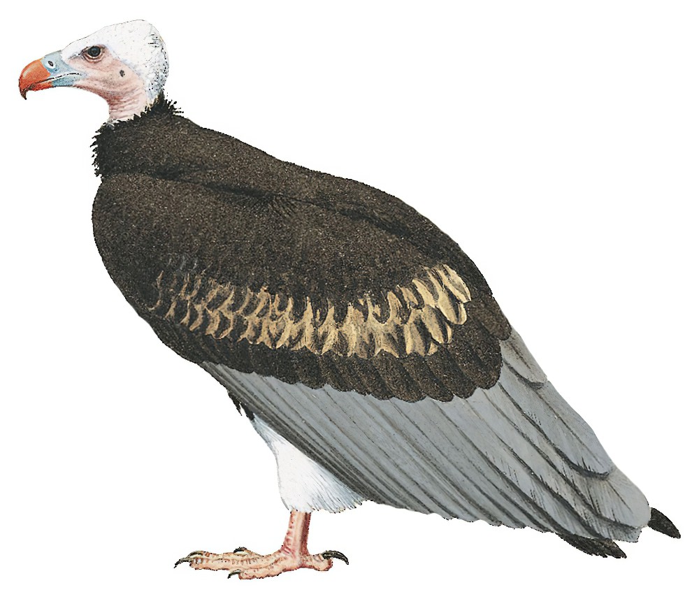 White-headed Vulture / Trigonoceps occipitalis