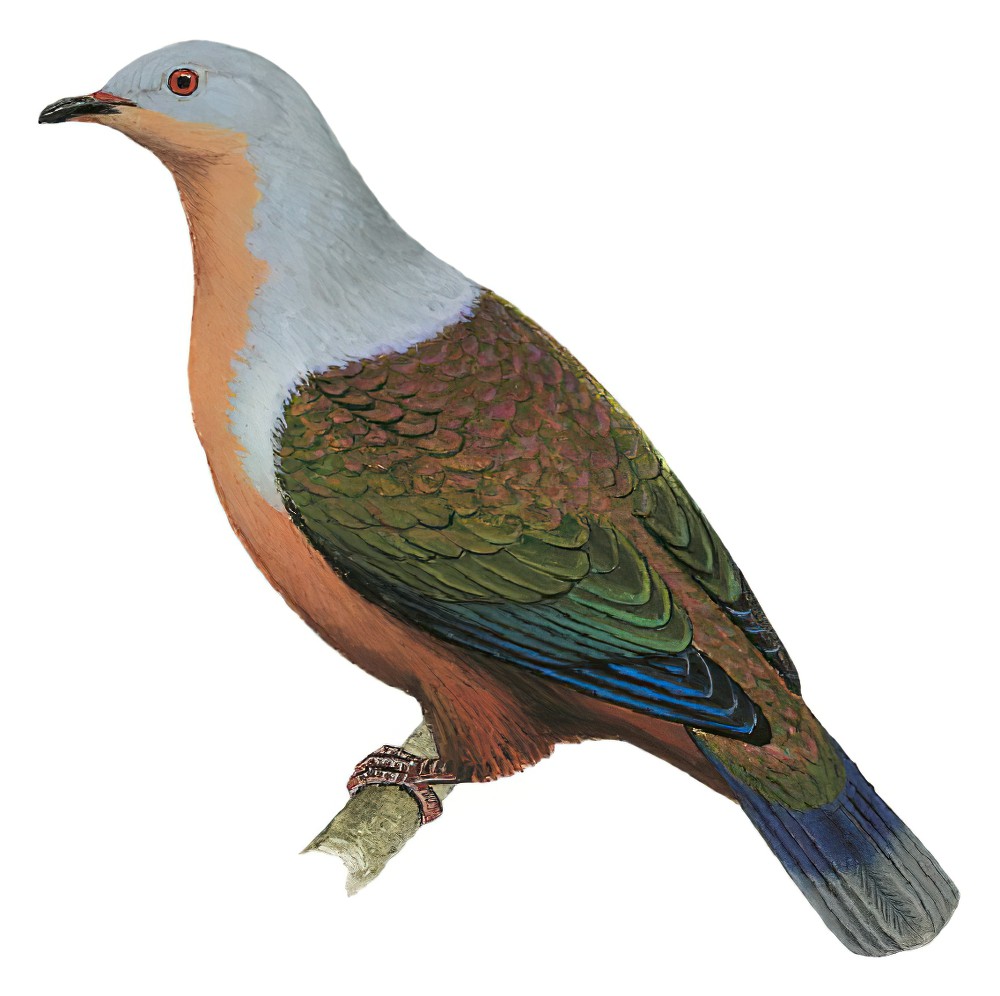 Rufescent Imperial-Pigeon / Ducula chalconota