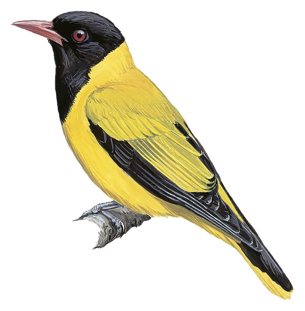 Black-winged Oriole / Oriolus nigripennis