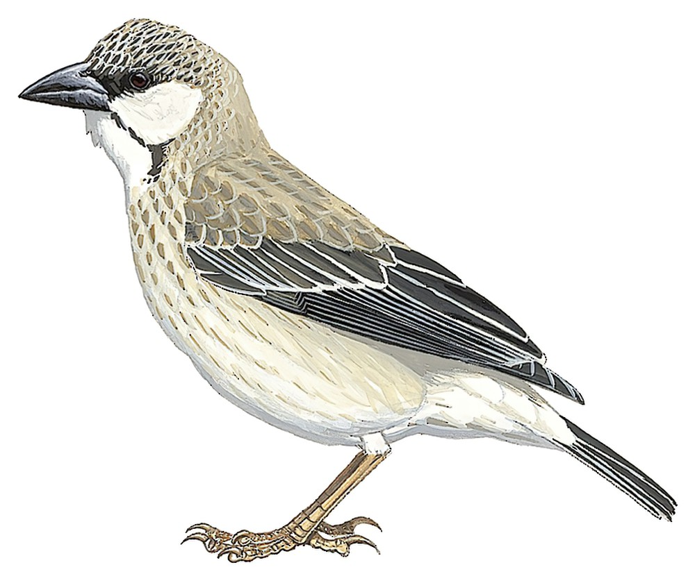 Donaldson-Smith\'s Sparrow-Weaver / Plocepasser donaldsoni
