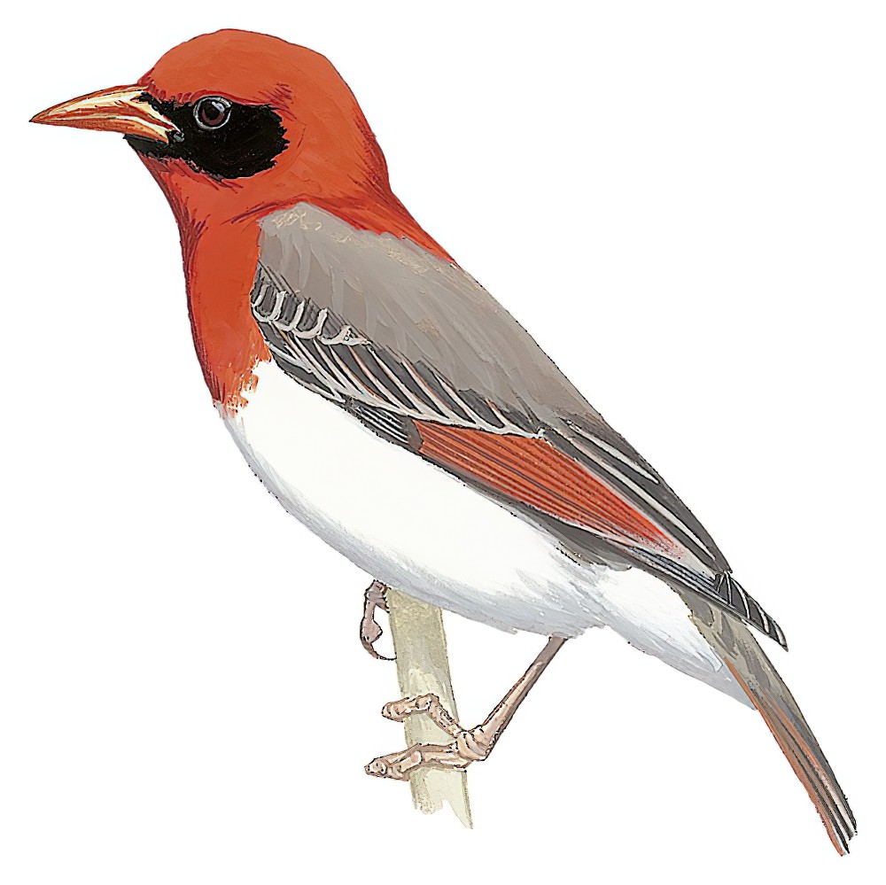 Red-headed Weaver / Anaplectes rubriceps