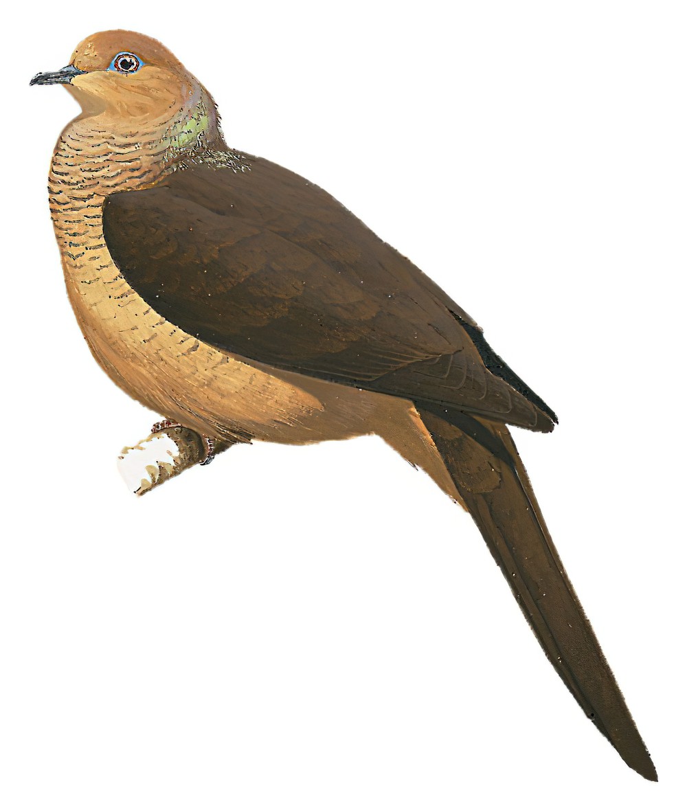 Amboyna Cuckoo-Dove / Macropygia amboinensis