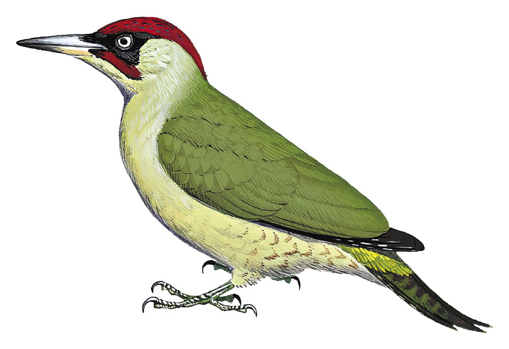 Eurasian Green Woodpecker / Picus viridis