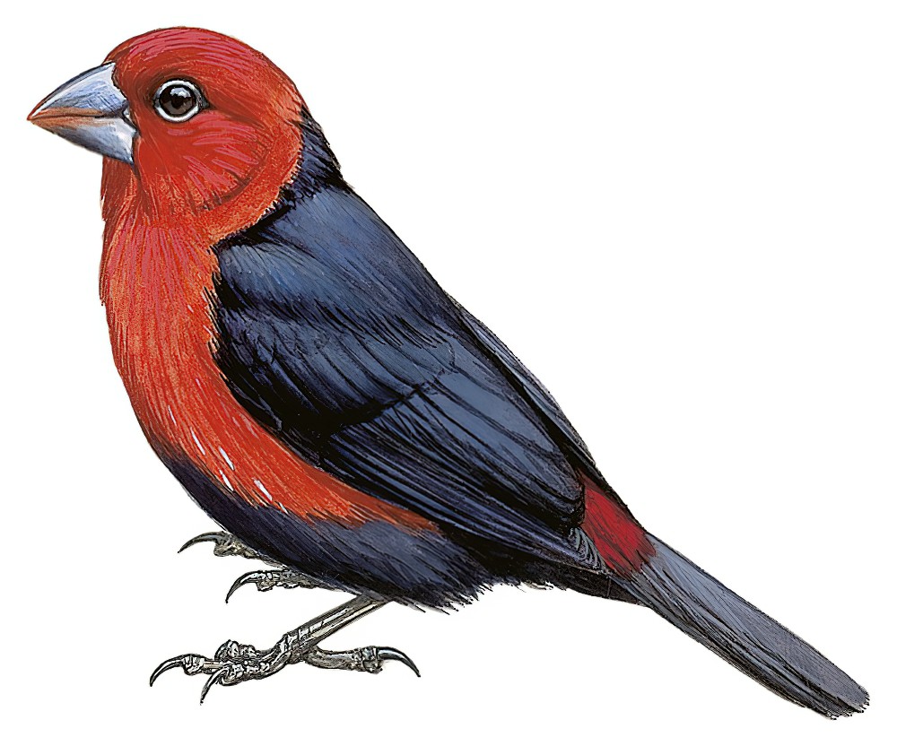 Red-headed Bluebill / Spermophaga ruficapilla
