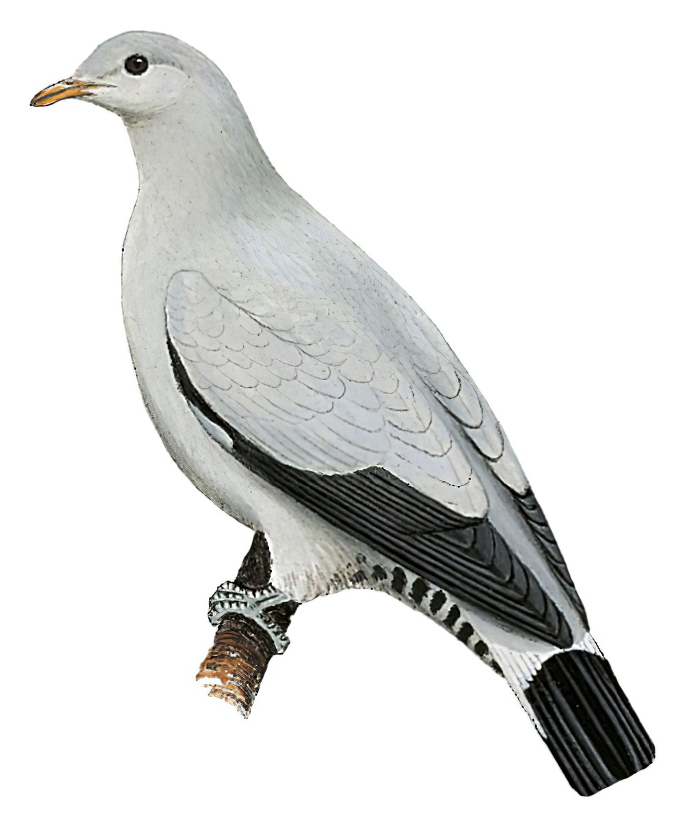 Torresian Imperial-Pigeon / Ducula spilorrhoa