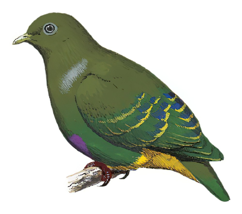 Dwarf Fruit-Dove / Ptilinopus nainus