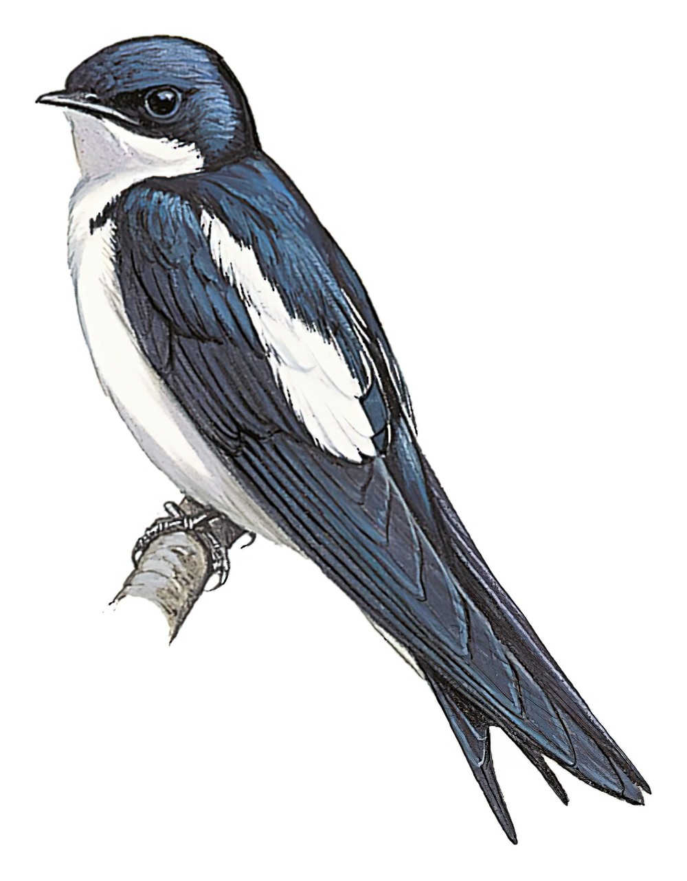 Pied-winged Swallow / Hirundo leucosoma