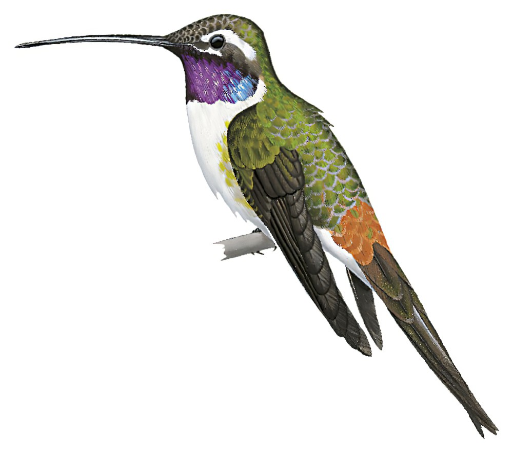 Oasis Hummingbird / Rhodopis vesper
