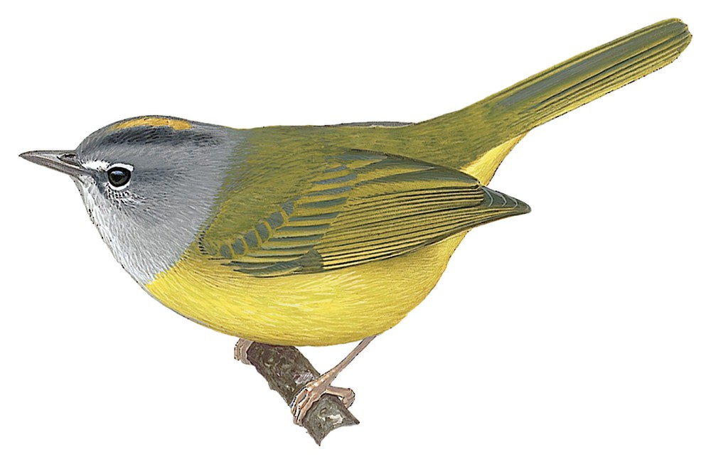 White-lored Warbler / Myiothlypis conspicillata