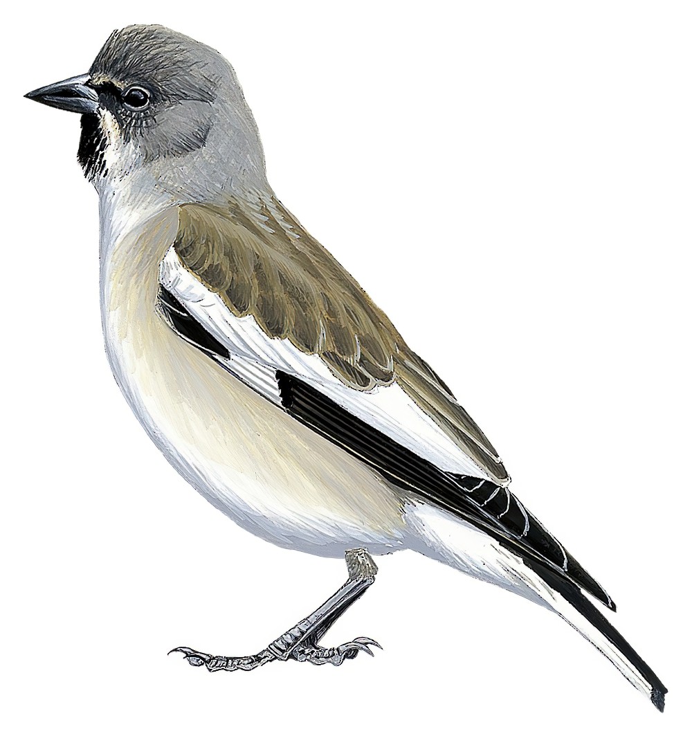 White-winged Snowfinch / Montifringilla nivalis