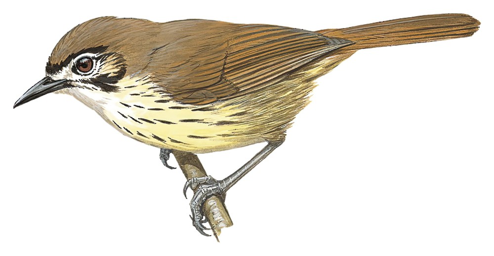 Negros Striped-Babbler / Zosterornis nigrorum
