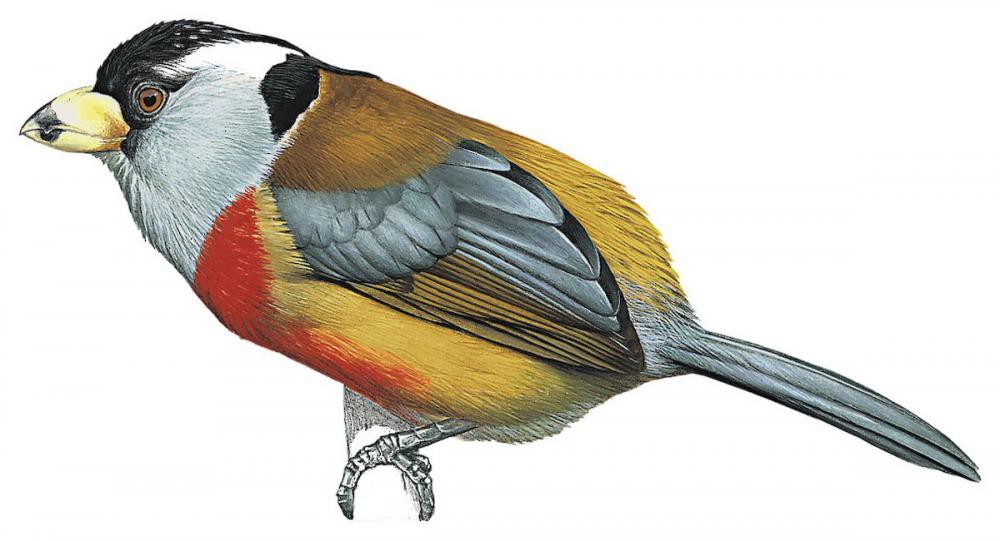 Toucan Barbet / Semnornis ramphastinus
