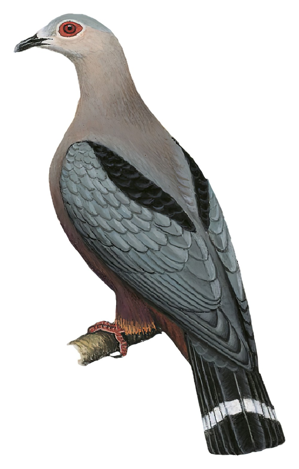 Pinon\'s Imperial-Pigeon / Ducula pinon