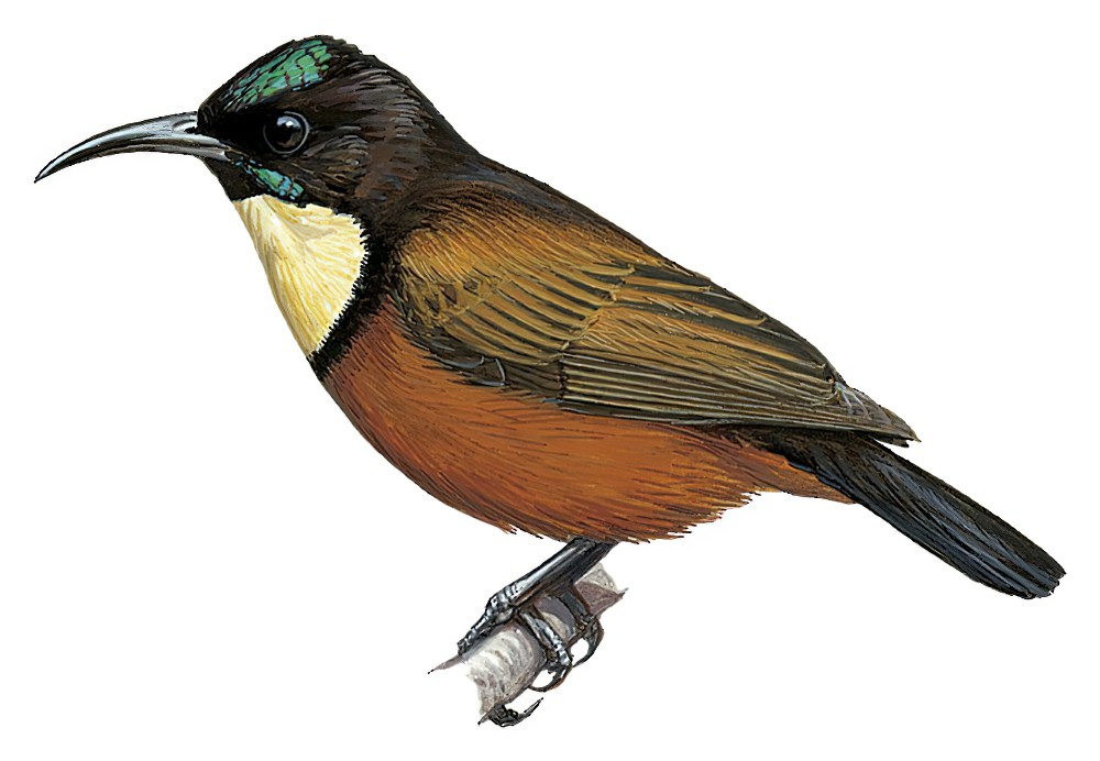 Buff-throated Sunbird / Chalcomitra adelberti