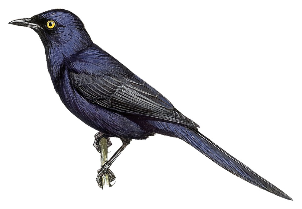 Narrow-tailed Starling / Poeoptera lugubris