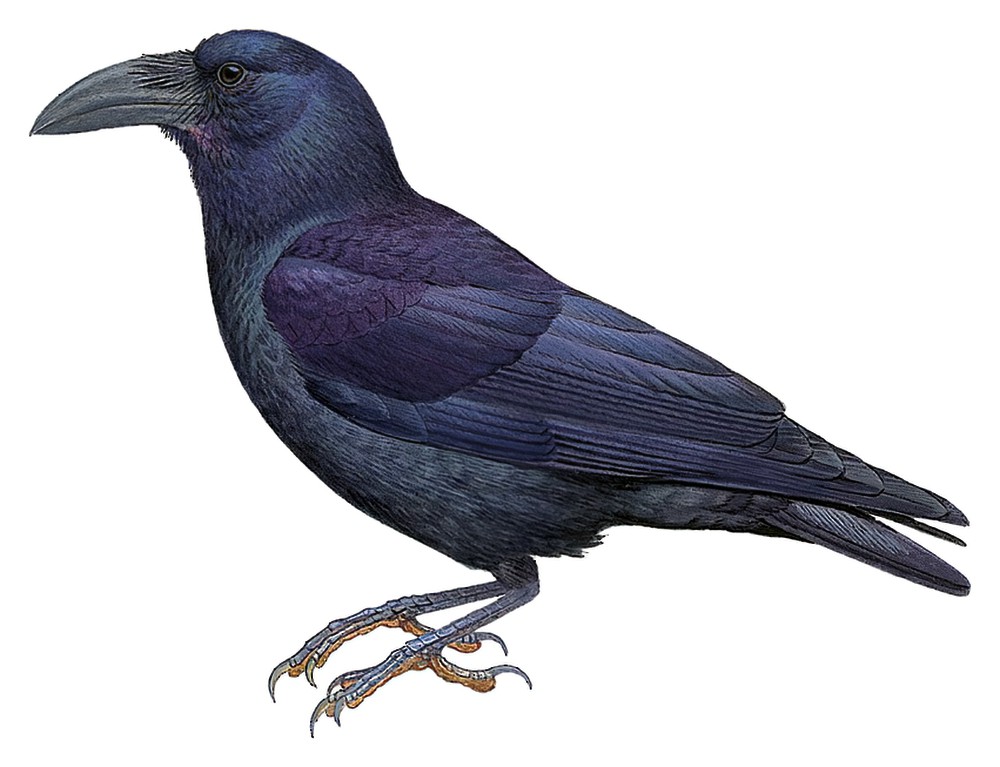 Bougainville Crow / Corvus meeki