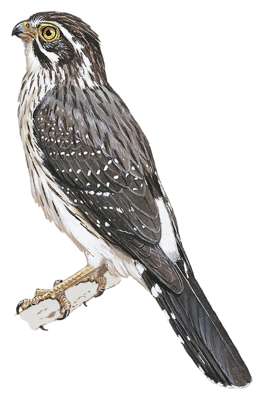 Spot-winged Falconet / Spiziapteryx circumcincta