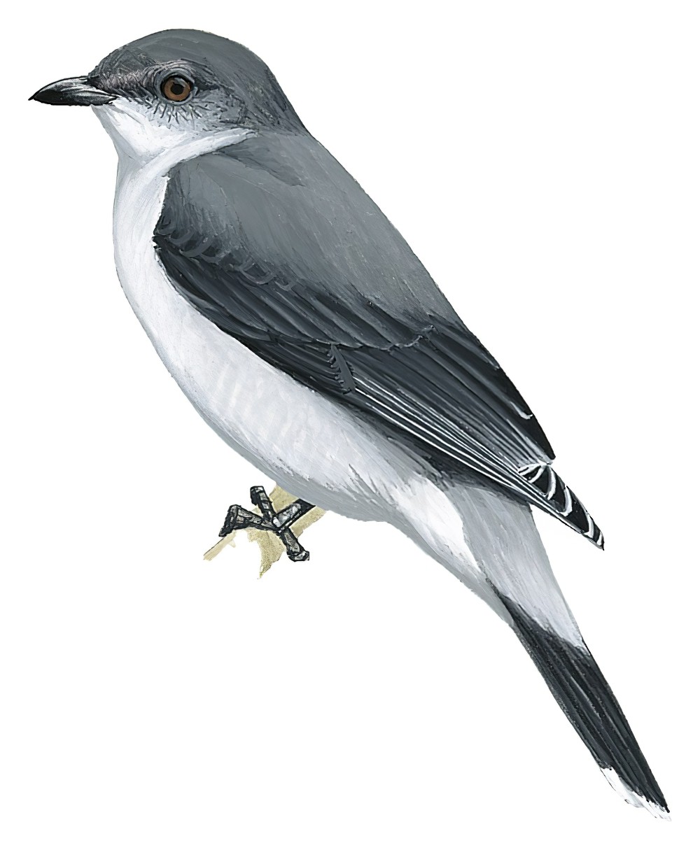 Mauritius Cuckooshrike / Lalage typica