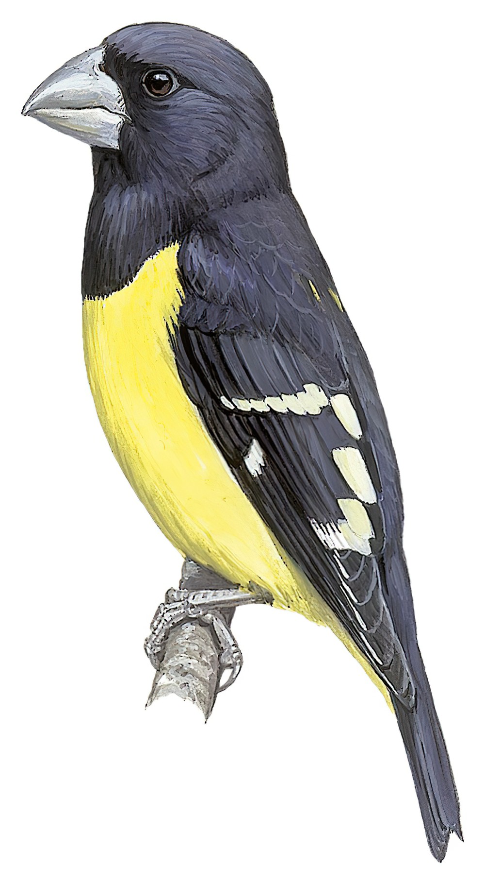 Spot-winged Grosbeak / Mycerobas melanozanthos