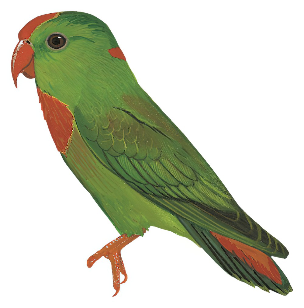 Philippine Hanging-Parrot / Loriculus philippensis