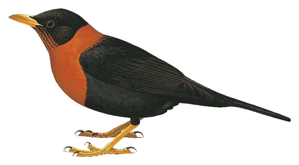 Rufous-collared Robin / Turdus rufitorques