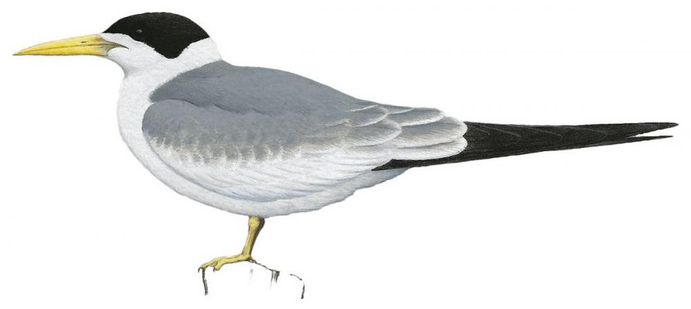 Large-billed Tern / Phaetusa simplex
