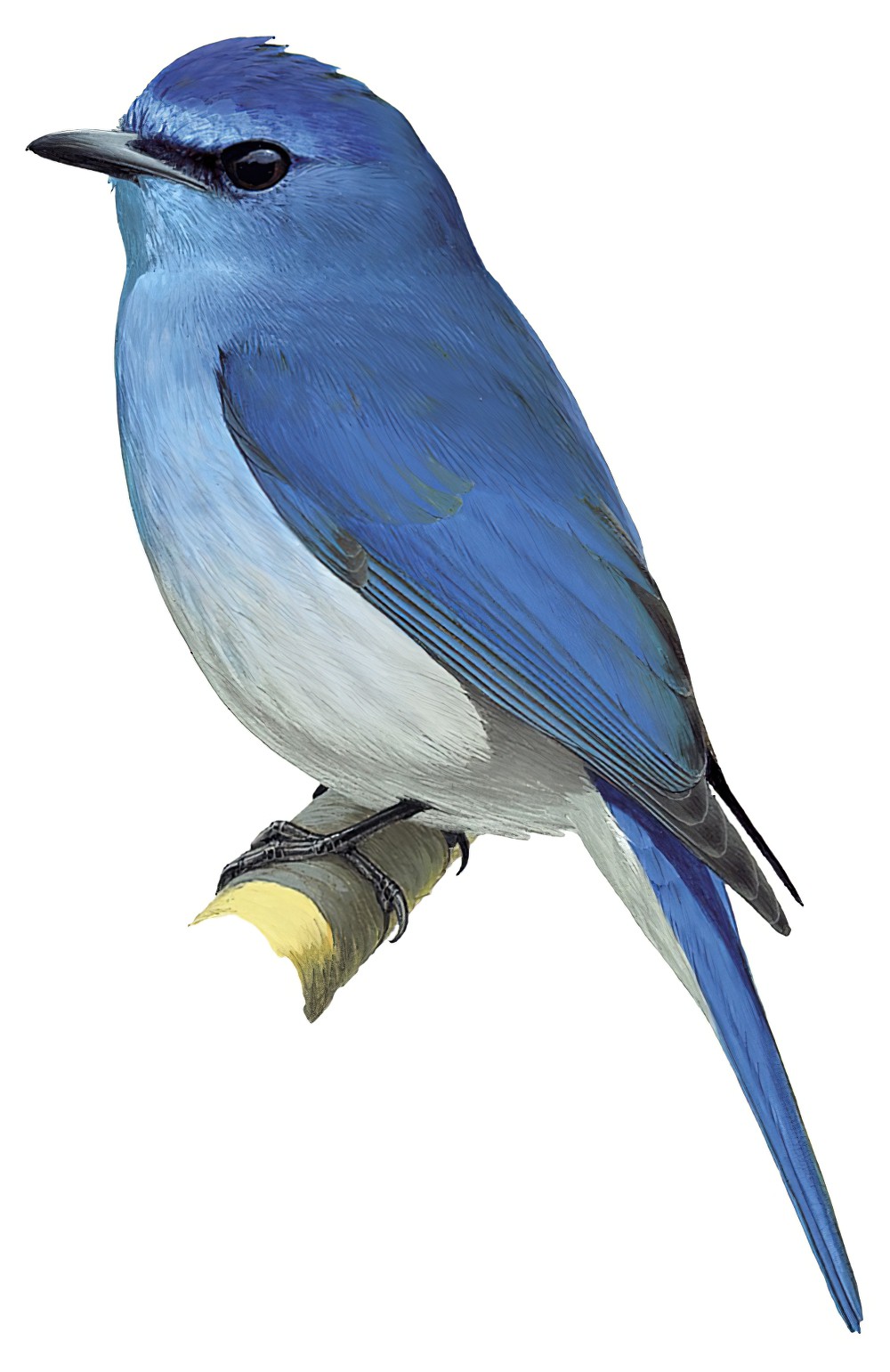 Pale Blue Flycatcher / Cyornis unicolor