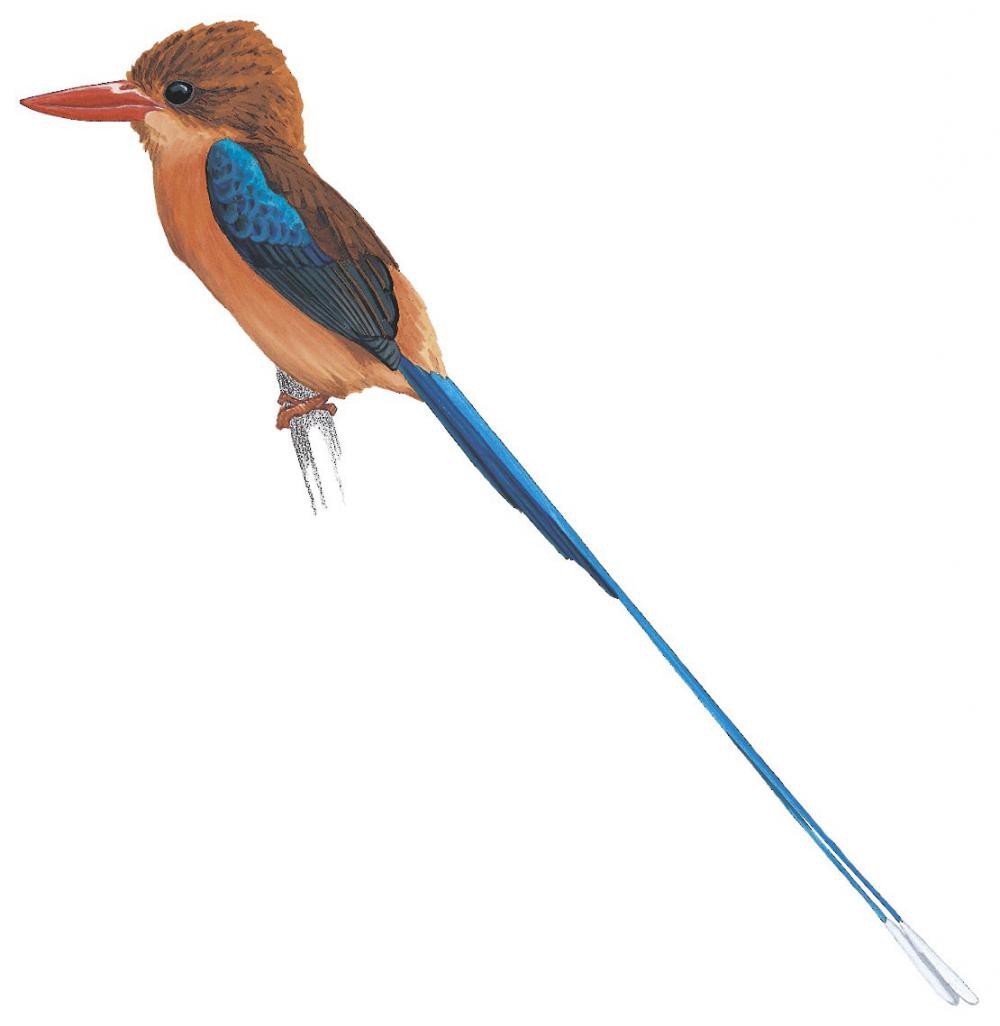 Brown-headed Paradise-Kingfisher / Tanysiptera danae
