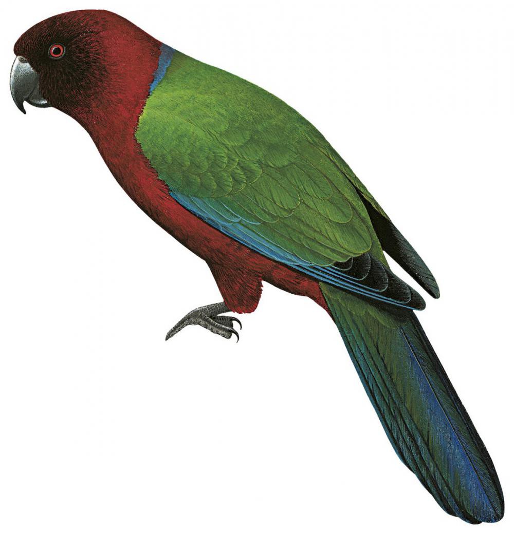 Red Shining-Parrot / Prosopeia tabuensis
