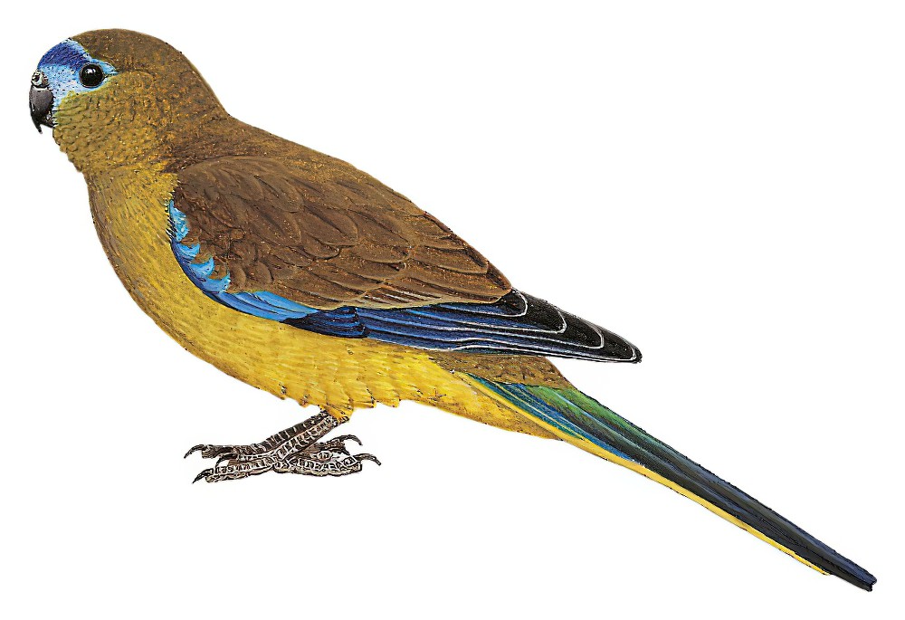 Rock Parrot / Neophema petrophila