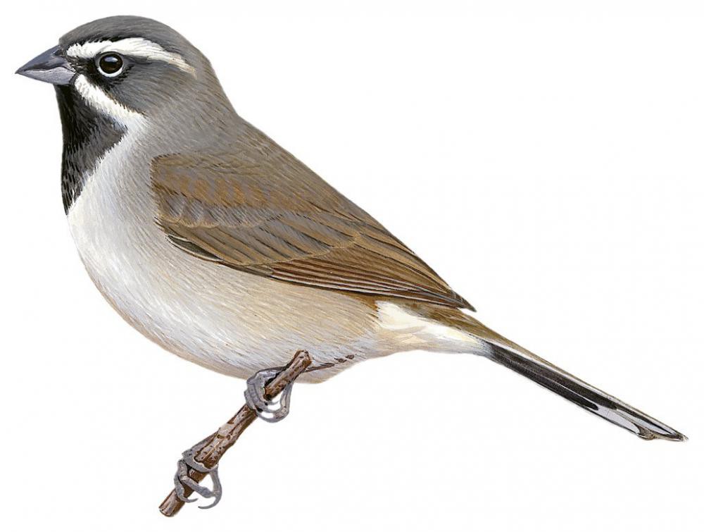 Black-throated Sparrow / Amphispiza bilineata