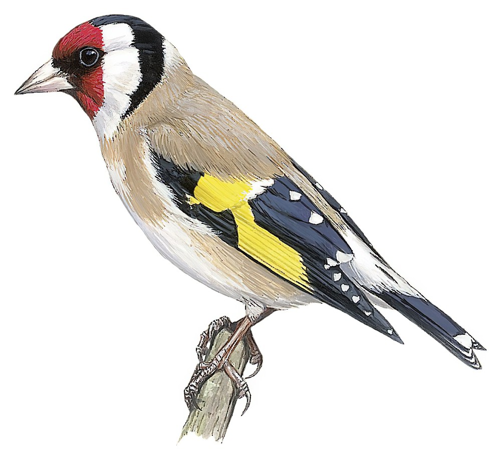 European Goldfinch / Carduelis carduelis